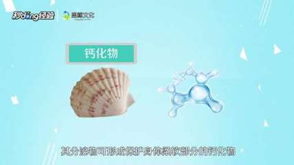 贝壳是怎么形成的