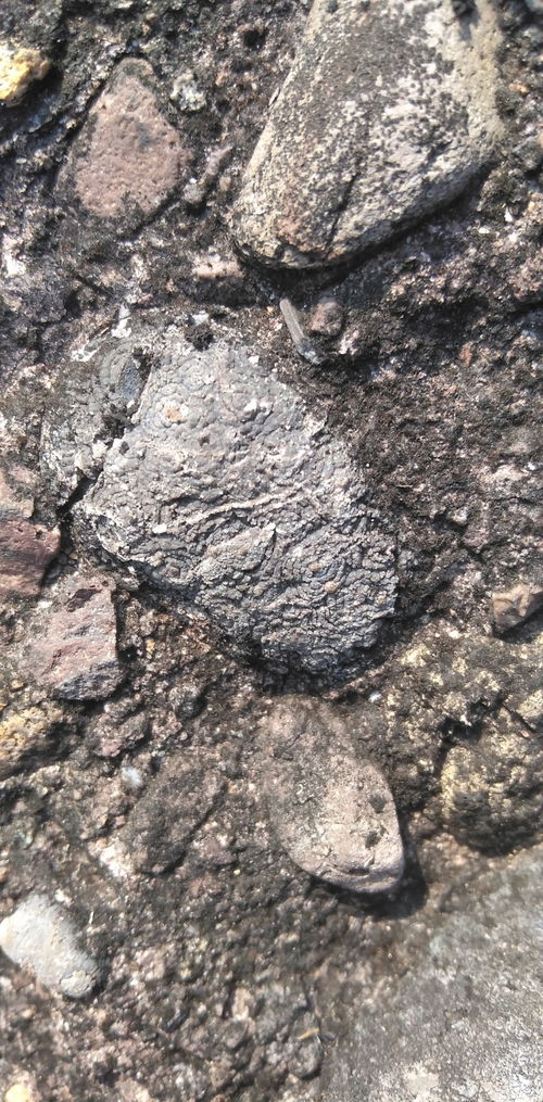 龟山最新发现的早期生物坯胎化石 同心圆叠层石以及聚环藻化石地质考察又有大发现