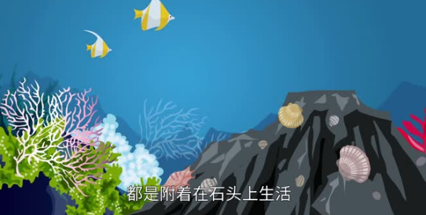 石头上怎么会有贝壳 头上怎么会有贝壳