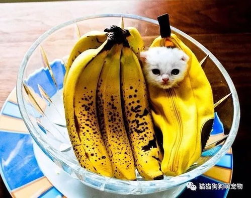 谁说猫咪害怕香蕉了,看这些拿香蕉当玩具的宠物