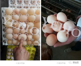产蛋鸡鸡蛋异常 新易支来帮忙