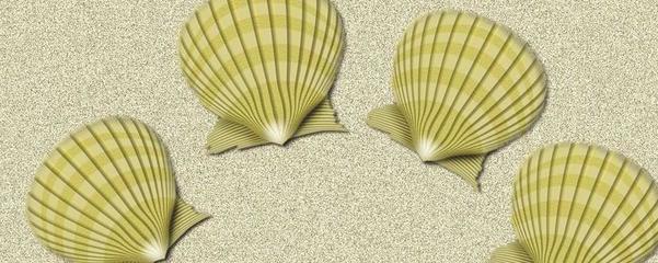贝壳种类都包括哪些呢