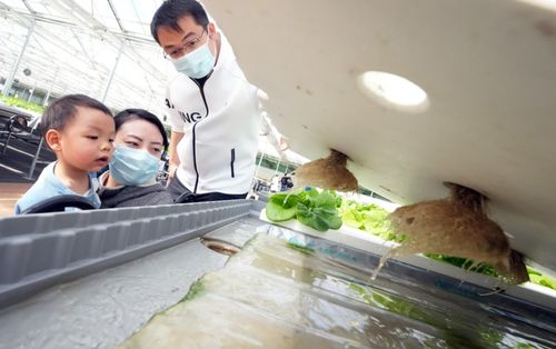副中心有座 神奇蔬菜工厂 ,无土喝营养液的菜有啥不同
